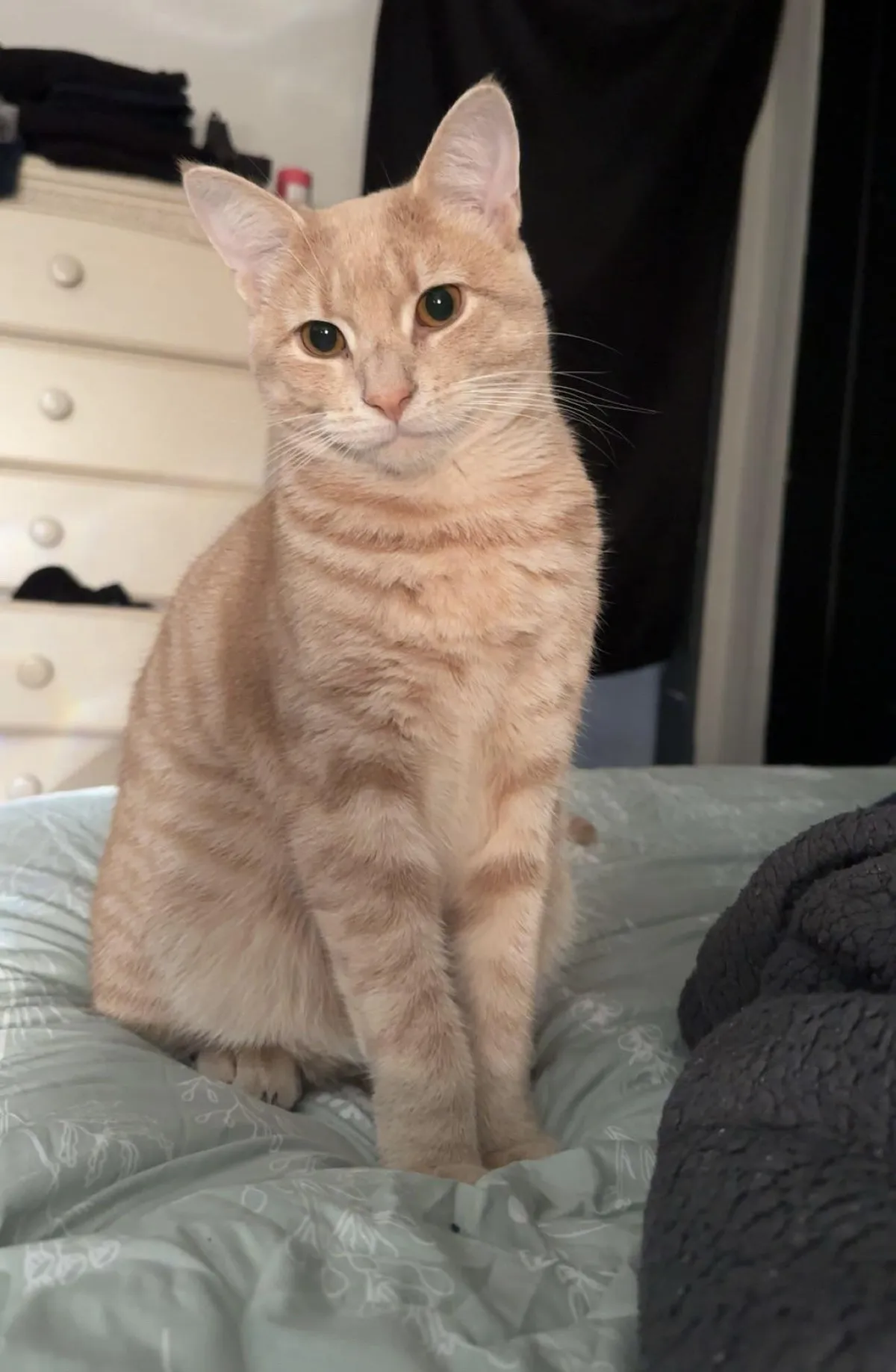 what color is our cat?