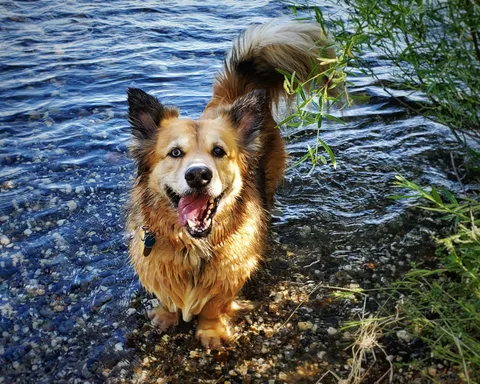 My goofy goober likes the river: