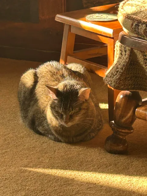 Please hug your cats a little tighter. I never thought I would make a post like this.