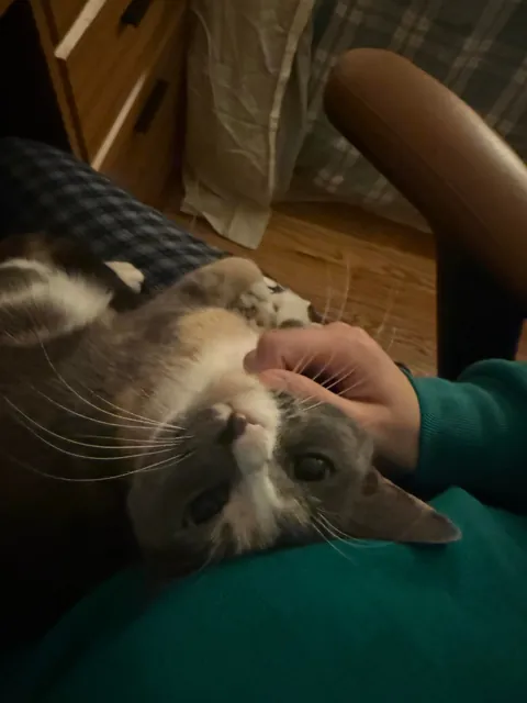 first time cat owner, adopted bonded sisters- so glad I did !