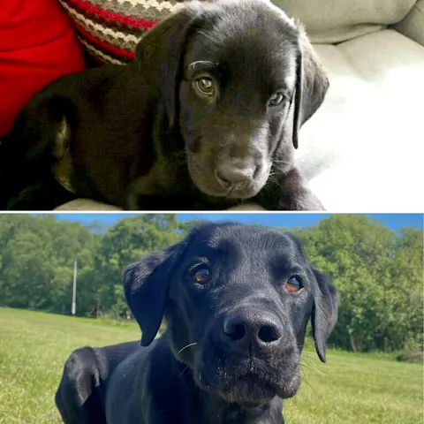 Would not think these were 9 years apart! He’s my forever puppy.