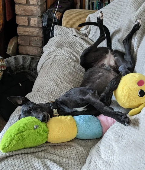 My rescue greyhound, a few days after coming home 