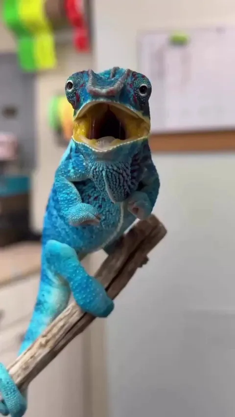 A panther chameleon from Madagascar