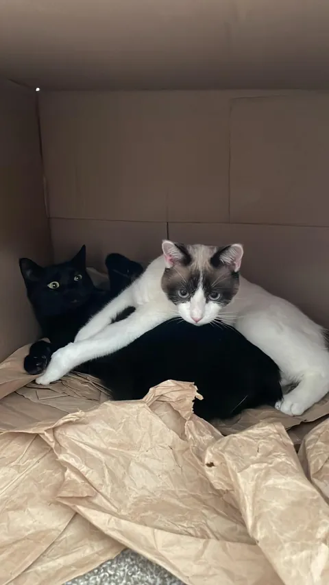 Drop your cats in their silliest positions !!!!