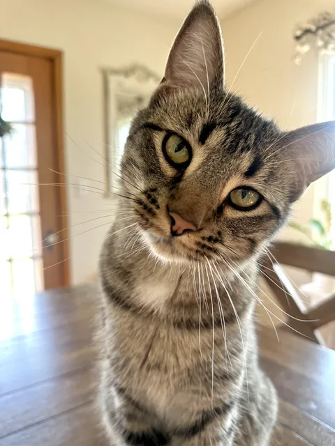 How am I supposed to say no to this face?