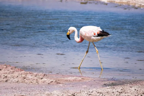 5 days in the Atacama desert - Chile