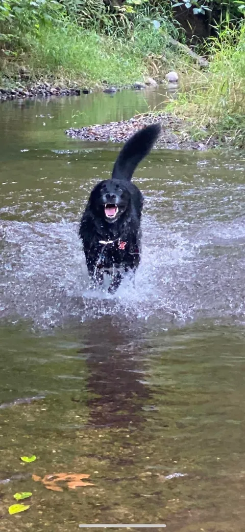 I asked my dog sitter how my dog was doing, and this was her response🤣👏