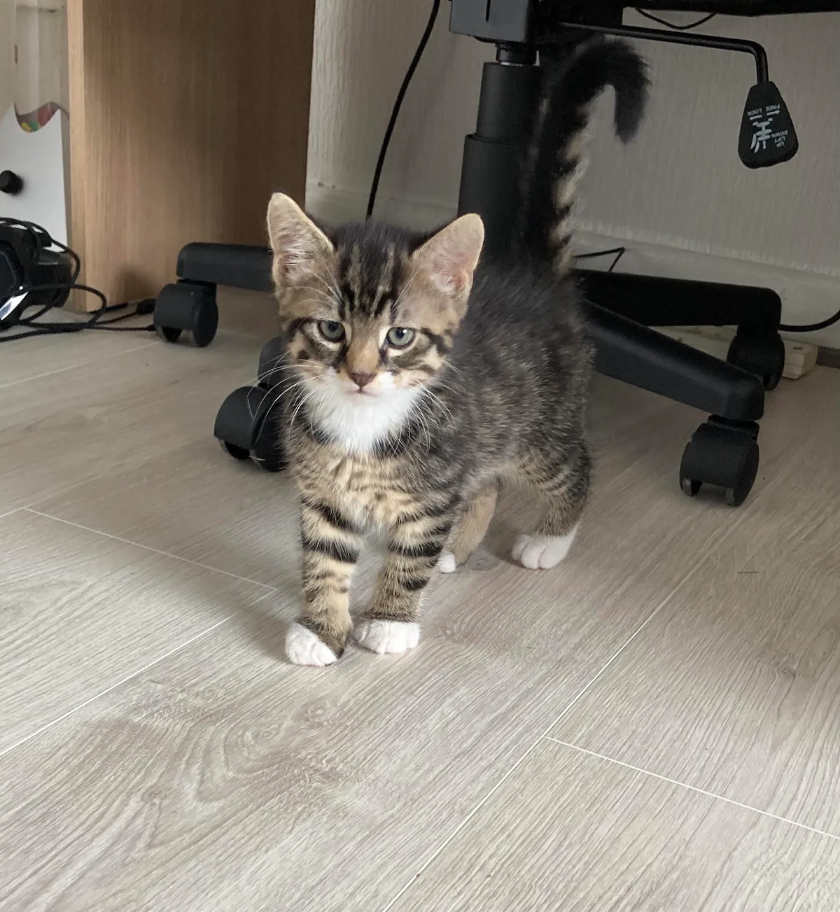 Had my kitten one day and he already looks sick of my shit