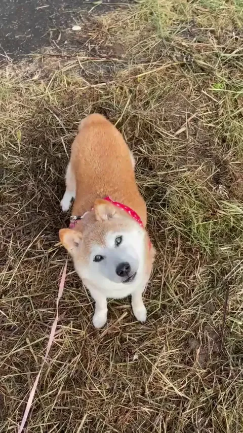 Kabosu (かぼちゃん) famous for the Doge meme turned 16 today