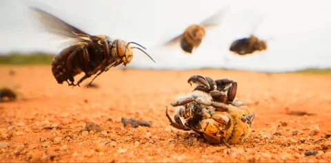 Male Dawson's burrowing bees, one of the largest bees in the world, will frenzy-kill each other until there are only a few lucky ones left to mate with the female bees. The violence is so severe that even some of the female bees will be accidentally killed.