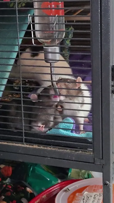 The boys finally learned how to share 😂