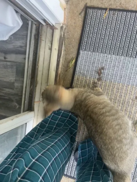 HELP THIS STRAY CAT WANDERED BEHIND MY FENCE AND WONT STOP DOING THIS AND MEOWING