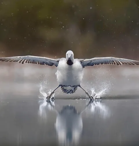 Nominees for comedy Wildlife Photo Of The Year