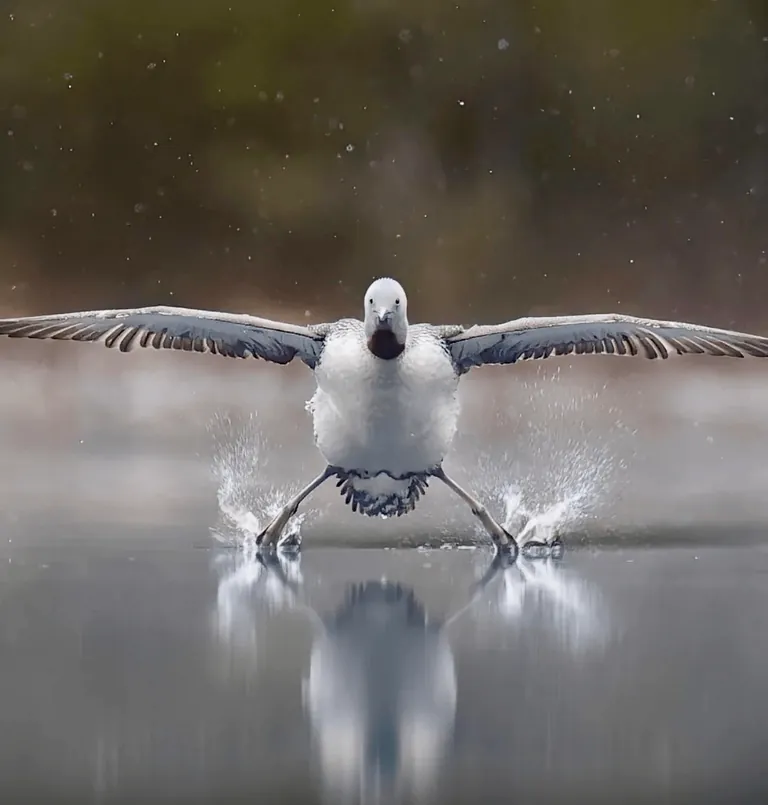 Nominees for comedy Wildlife Photo Of The Year