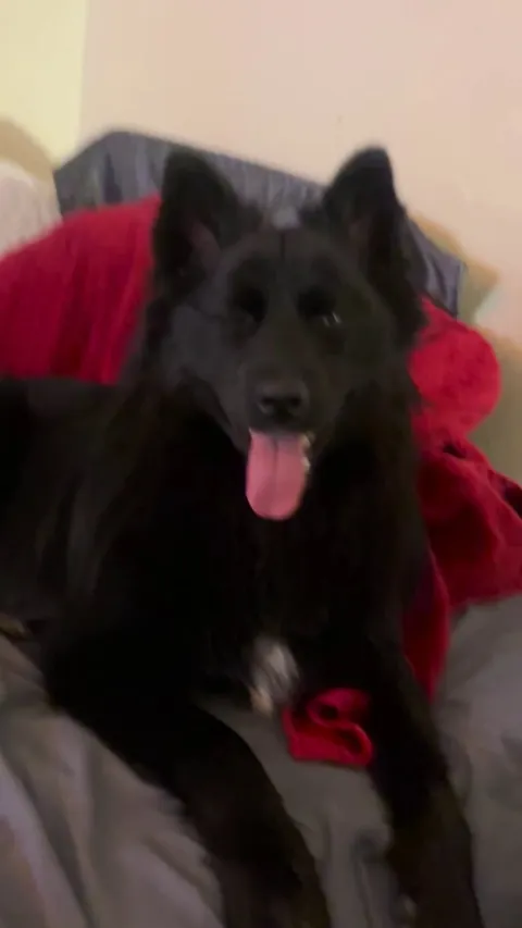 Why is he so tongue?