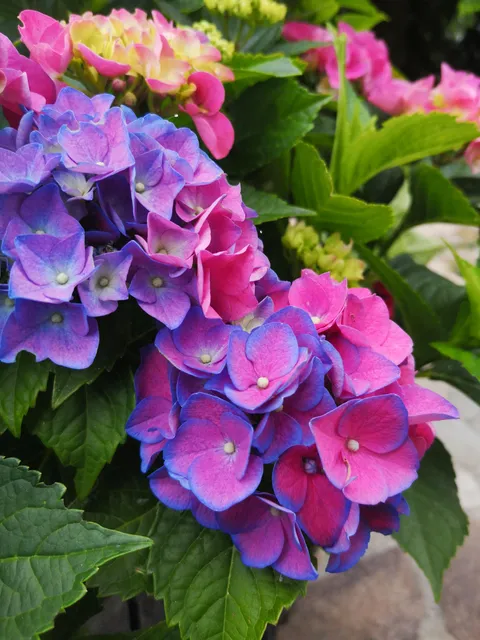 I think I'm in love with my hydrangea :D