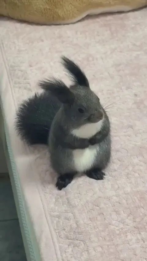 I just want everyone to look at this Squirrel