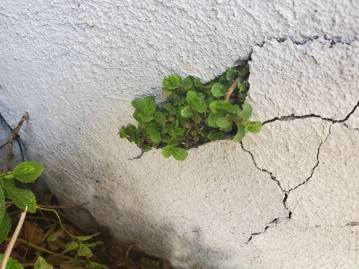 Hey guys, did you know you shouldn't plant mint in the ground? 🙃