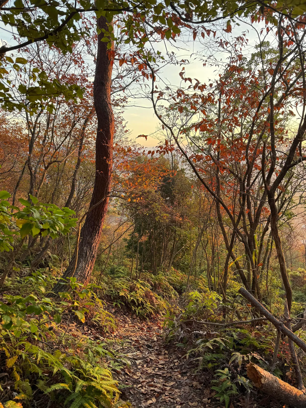 Japan in fall 🍁⛩️🚴‍♀️