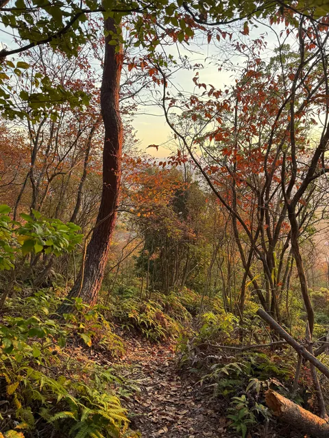 Japan in fall 🍁⛩️🚴‍♀️
