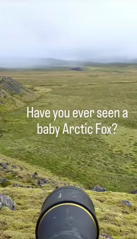 🔥a baby Arctic fox