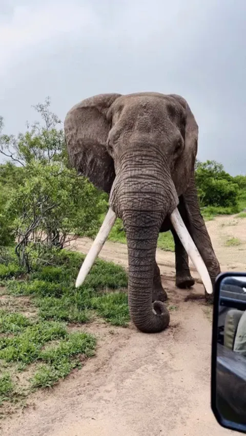 Elephant Digs The Ground