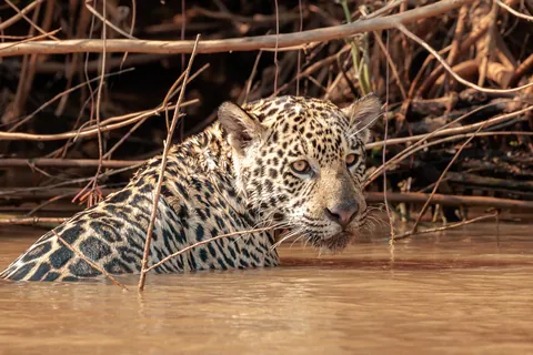 Self Drive Trip along the Transpantaniera Highway in the Brazilian Pantanal