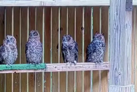 🔥 Four owlets watch a butterfly in near-perfect synchronization.