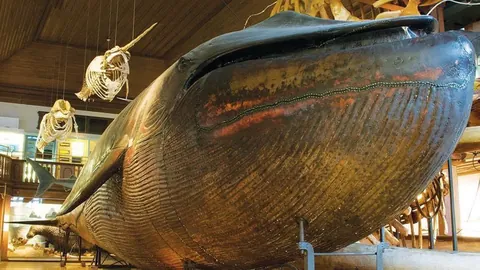 The world's only taxidermied blue whale, dating back to 1865 CE, is housed at the Natural History Museum in Sweden. However, due to an incident involving a couple having sex inside it, the whale's jaws are now only opened on special occasions.