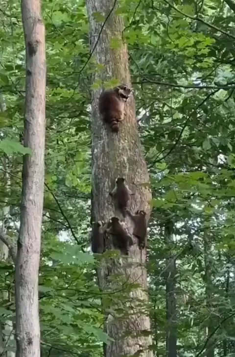 🔥 Mama raccoon and her babies climbing this tree