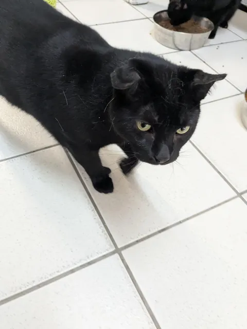 Cattery check-in. Meet Toebin. He's singular. As in, the most extraordinary cat I've ever seen. Not only does he have a flopped ear- he doesn't have paws. This guy has straight up hands. (He also bleps often). Needs adopting!