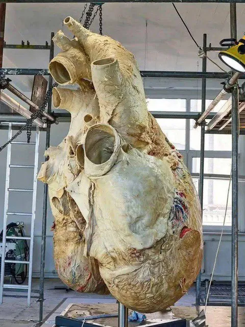 Heart of a blue whale weighs 440 pounds and does less than 10 beats per minute
