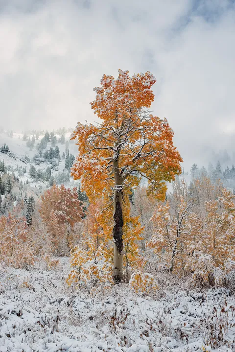 First Snow of Fall in Utah [OC][1228x1840]
