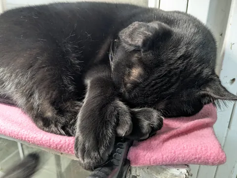 Cattery check-in. Meet Toebin. He's singular. As in, the most extraordinary cat I've ever seen. Not only does he have a flopped ear- he doesn't have paws. This guy has straight up hands. (He also bleps often). Needs adopting!