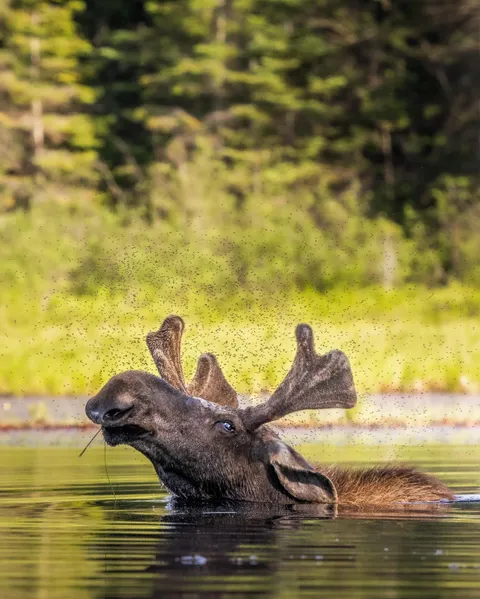 🔥 Moose swam right in front of my kayak in the backcountry. Look at the bugs he endures! 