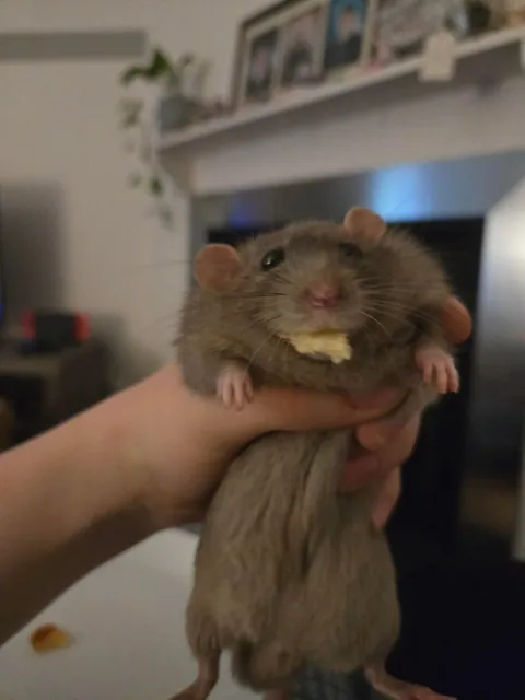 Jimily is over overweight!