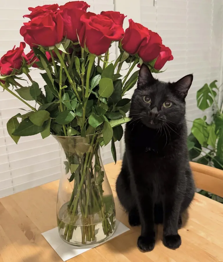 Her name is Rosie, please welcome my rescue cat ❤️