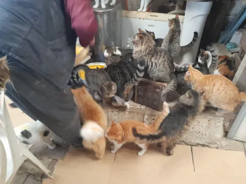 Mealtime for the rescue cats