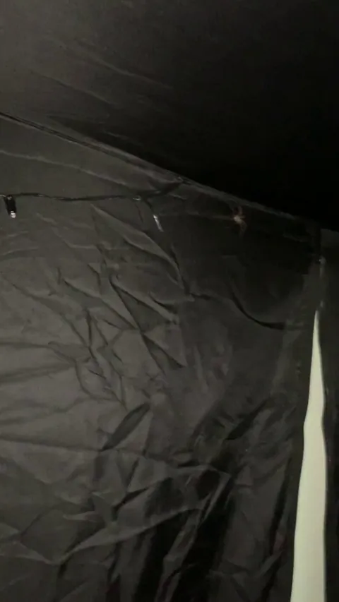 I have a bed tent because I have arachnophobia, I left it unzipped for approx 10 minutes and this fucker came to say hello