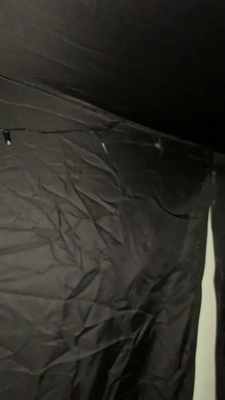 I have a bed tent because I have arachnophobia, I left it unzipped for approx 10 minutes and this fucker came to say hello