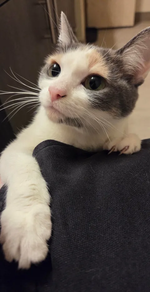 Harper on the day we adopted her vs. 3 months later