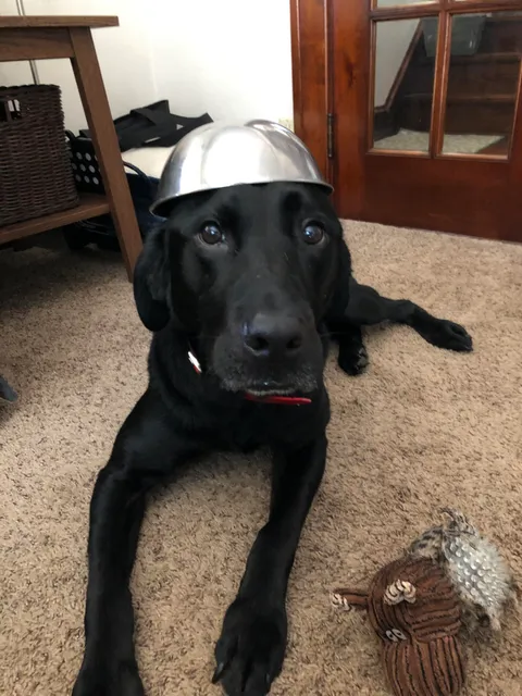 A gift for those who sort by new- my dog with a bowl on his head.