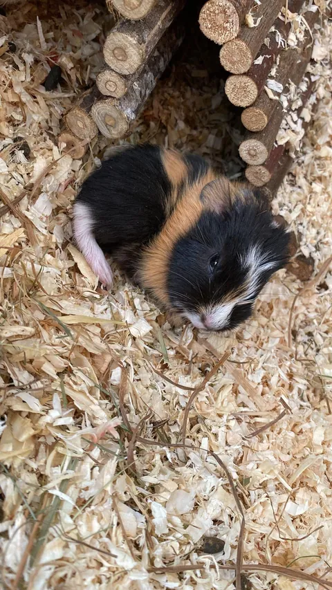 My guinea pig had a baby