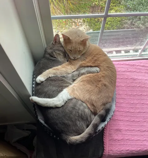 The sweetest brothers, Steve and Gizmo 💙