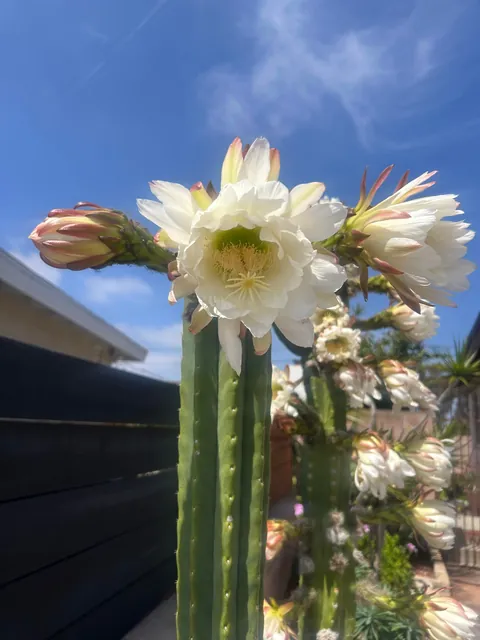 Thought I’d post my cacti