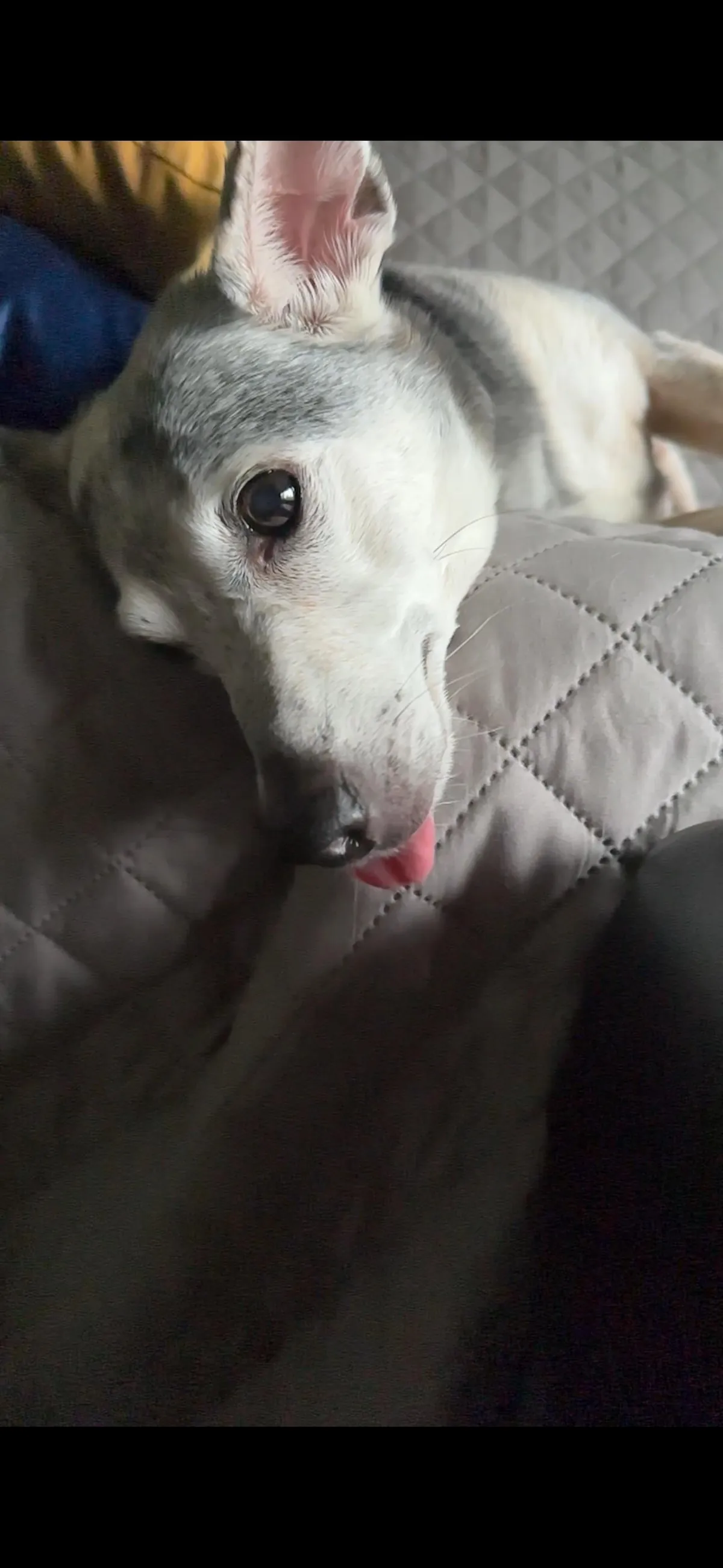 Taco is sending out the good vibes this morning!