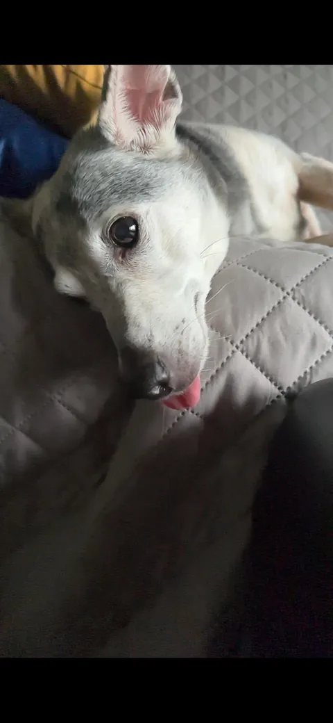 Taco is sending out the good vibes this morning!