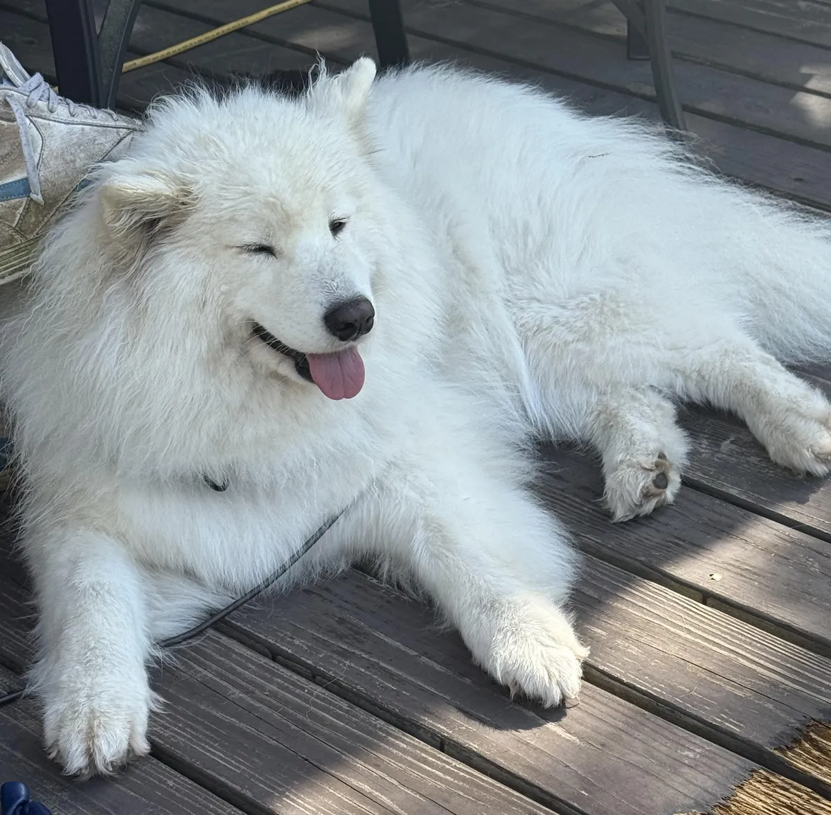 Currently wet and on a tie out cause someone decided to head to the river for a dip alone when no one was lookin.  Lawls