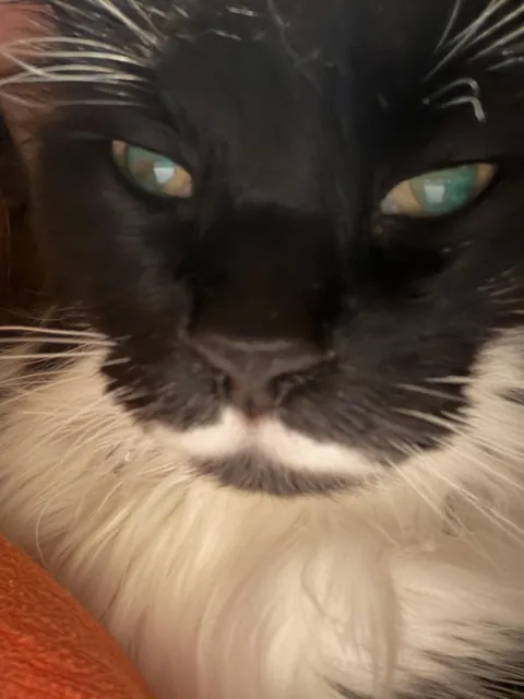 Please show me your cats