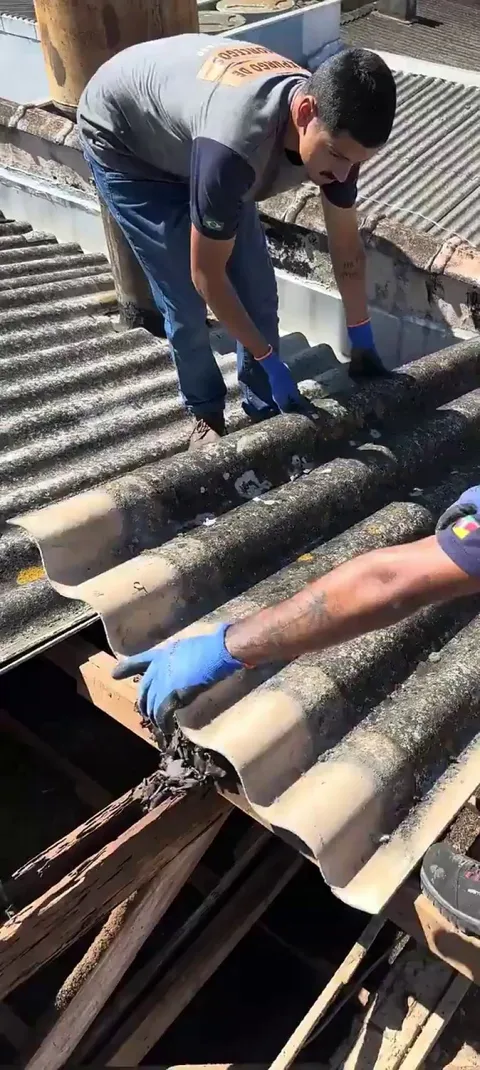 Hundreds of bats hide in roof